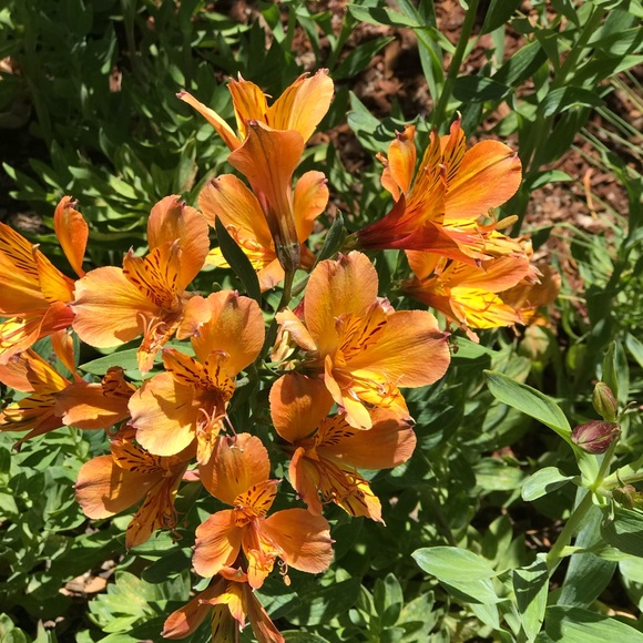 Meet your Posher, Jean - Picture 1 of 2